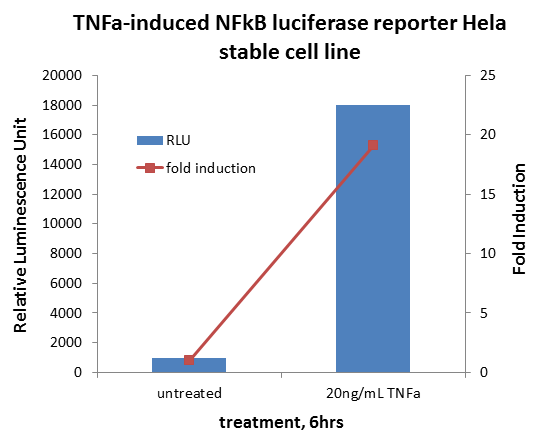 Analysis of TNFa/NFkB Pathway Reporter Cell Line in response to TNFa treatment.    The cells were seeded on  a 96-well plate for overnight with DMEM including 10% FBS. The cell then were treated with 20ng/ml TNFa in DMEM + 0.1% FBS for 6 hours.